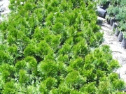 sadnice_tuje_008.jpg