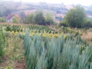 sadnice_tuje_010.jpg