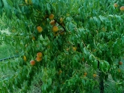 vocne_sadnice_004.jpg