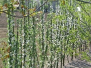 vocne_sadnice_007.jpg