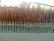 vocne_sadnice_018.jpg