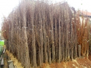 vocne_sadnice_020.jpg