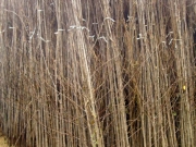 vocne_sadnice_024.jpg