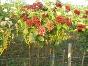 vocne_sadnice_025.jpg