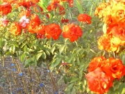 vocne_sadnice_027.jpg