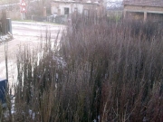 vocne_sadnice_032.jpg