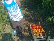 vocne_sadnice_037.jpg