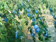 vocne_sadnice_042.jpg
