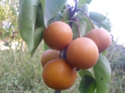 vocne_sadnice_043.jpg