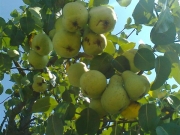 vocne_sadnice_044.jpg