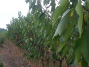 vocne_sadnice_046.jpg