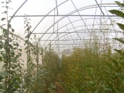 vocne_sadnice_047.jpg