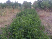 vocne_sadnice_048.jpg