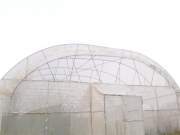 vocne_sadnice_050.jpg