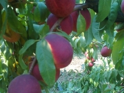 vocne_sadnice_051.jpg