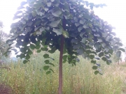 vocne_sadnice_054.jpg