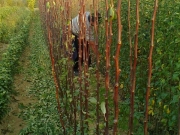 vocne_sadnice_056.jpg
