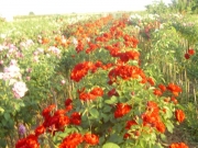 vocne_sadnice_061.jpg