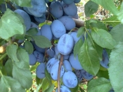 vocne_sadnice_067.jpg