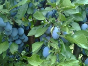vocne_sadnice_068.jpg