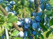 vocne_sadnice_070.jpg