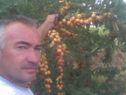vocne_sadnice_071.jpg