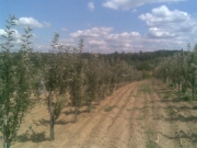 vocne_sadnice_073.jpg