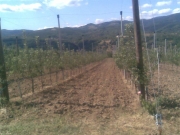 vocne_sadnice_076.jpg